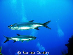 Tarpon at Grand Cayman.  Photo taken on July 27, 2008 wit... by Bonnie Conley 